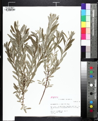 Salix occidentalis image