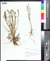 Lepidium densiflorum image