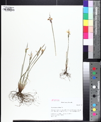 Sisyrinchium albidum image