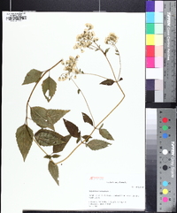 Ageratina aromatica image