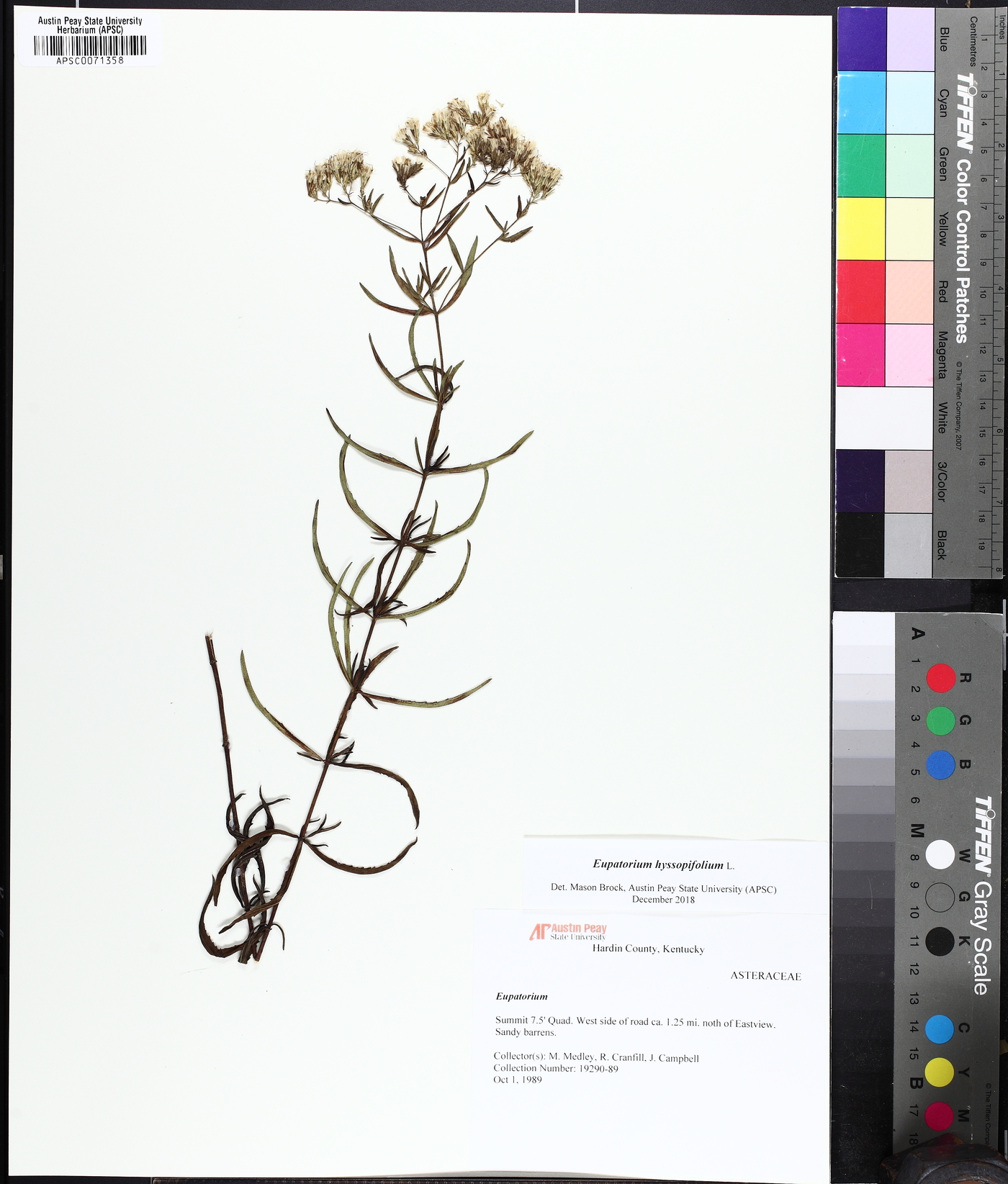 Eupatorium torreyanum image