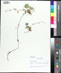 Potentilla canadensis image