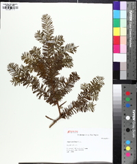 Taxus canadensis image