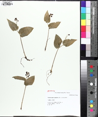 Maianthemum canadense image