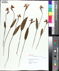 Pogonia ophioglossoides image