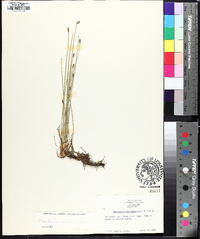 Eleocharis compressa image