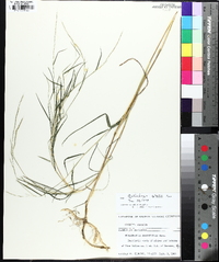 Muhlenbergia sylvatica image