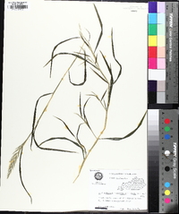 Muhlenbergia frondosa image