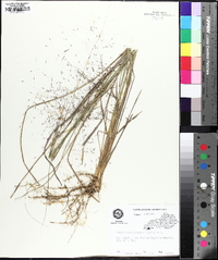 Muhlenbergia capillaris image