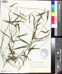 Muhlenbergia tenuiflora image