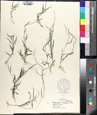 Muhlenbergia schreberi image