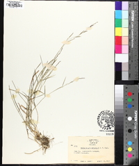 Muhlenbergia schreberi image