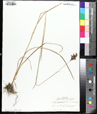 Juncus biflorus image