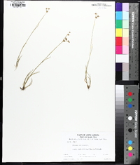 Juncus biflorus image