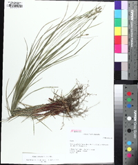 Carex virescens image