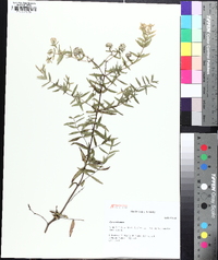 Pycnanthemum pilosum image