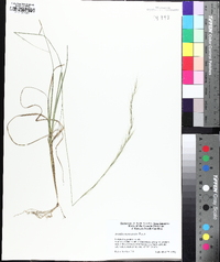 Aristida purpurascens image