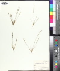 Aristida dichotoma image