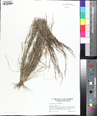 Aristida dichotoma image