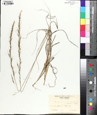 Aristida purpurascens image