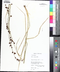 Rhynchospora glomerata image