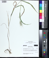 Elymus glabriflorus image