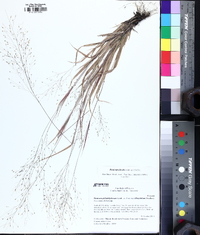 Panicum flexile image