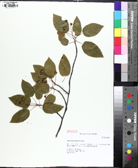 Amelanchier laevis image