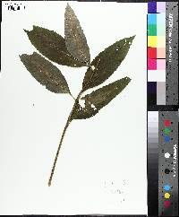 Chelone glabra var. elatior image