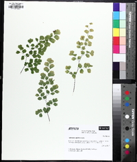 Adiantum capillus-veneris image