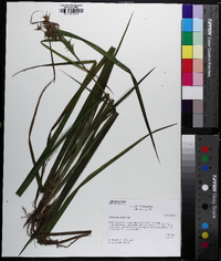 Carex gigantea image