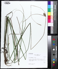 Carex louisianica image