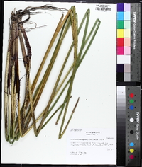 Eleocharis quadrangulata image