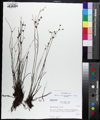 Juncus debilis image