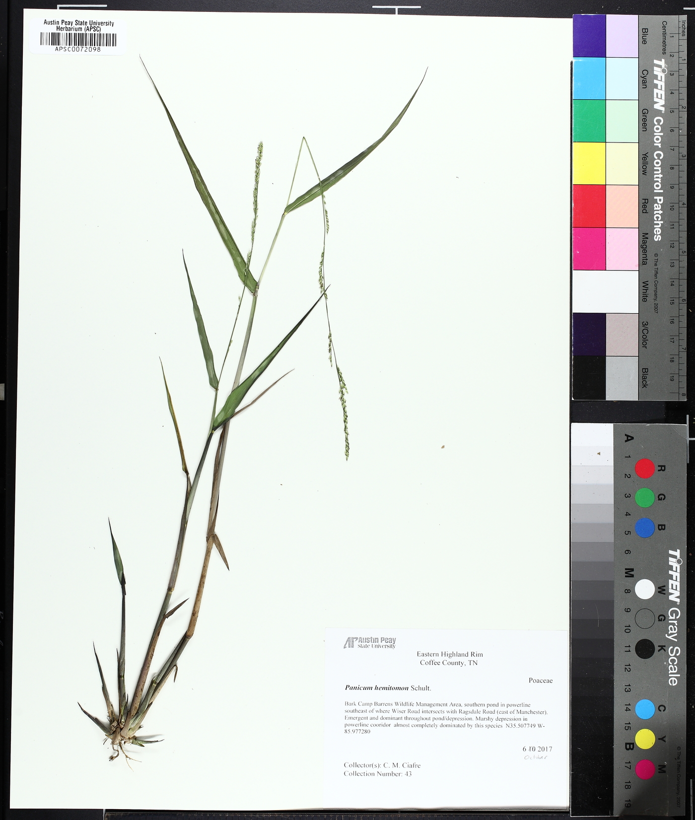 Panicum hemitomon image