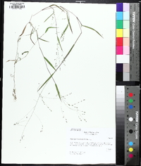 Kellochloa verrucosa image