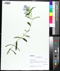 Gentiana saponaria image