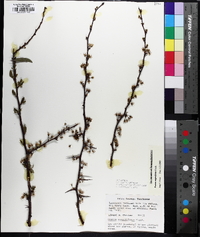 Prunus angustifolia image