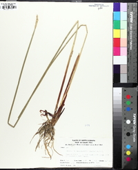 Eleocharis quadrangulata image