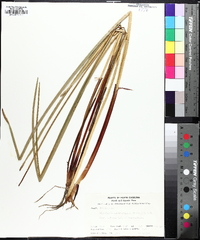 Eleocharis quadrangulata image