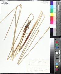 Eleocharis quadrangulata image