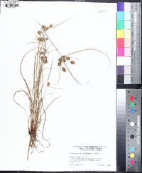 Cyperus retrorsus image