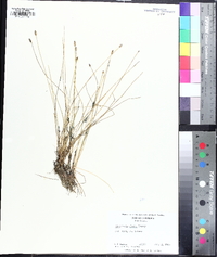 Eleocharis albida image