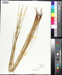 Eleocharis macrostachya image