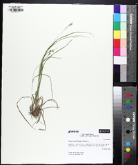 Carex swanii image