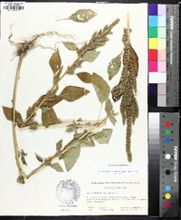 Amaranthus hybridus image