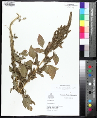 Amaranthus hybridus image