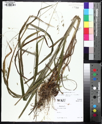 Bromus nottowayanus image