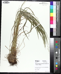 Festuca subverticillata image