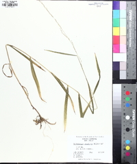 Muhlenbergia tenuiflora image